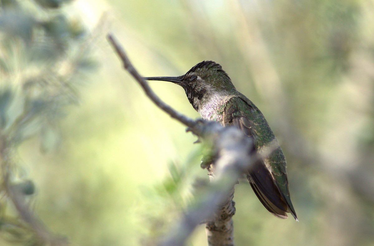 Anna's Hummingbird - ML30223961