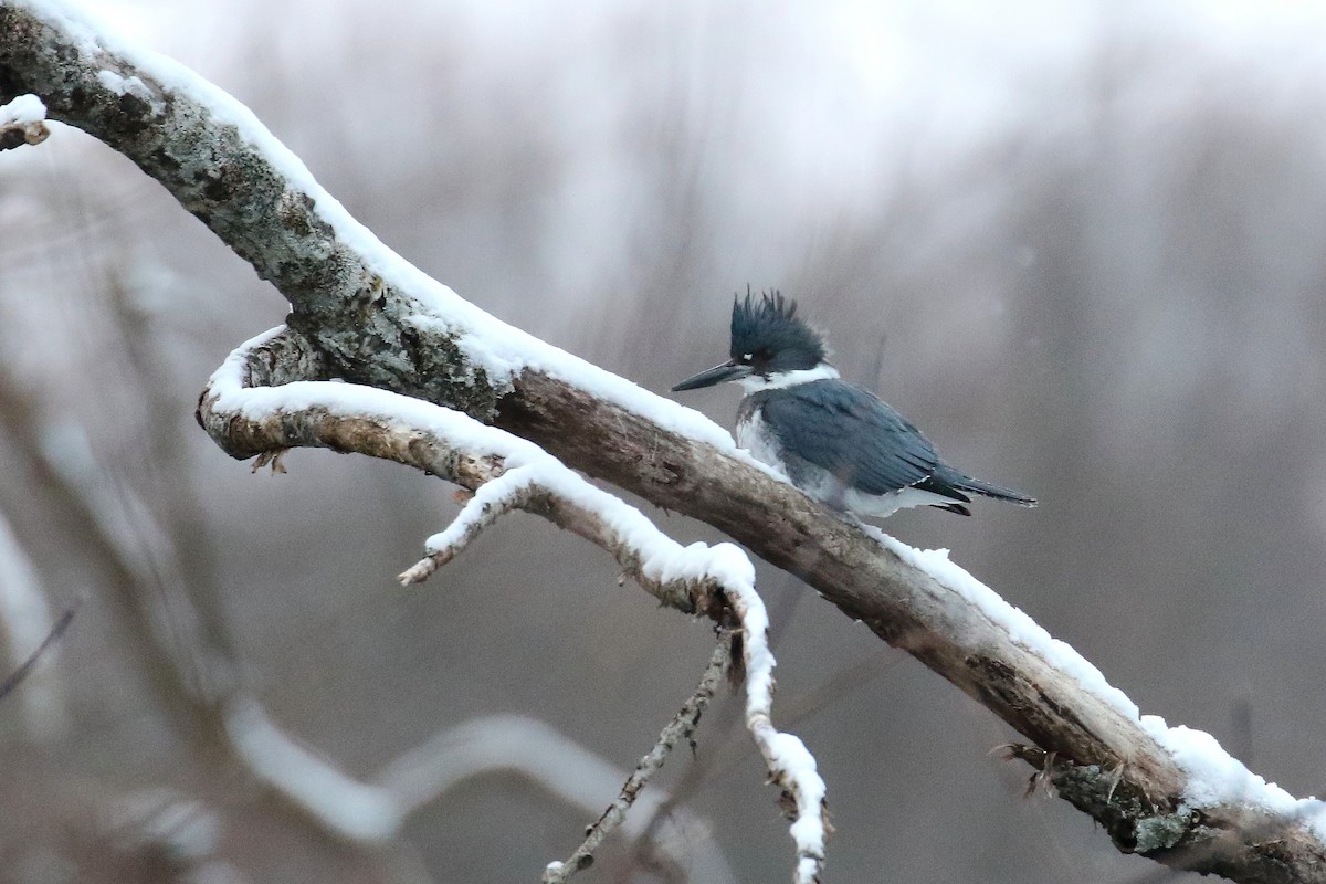 Belted Kingfisher - ML302239961