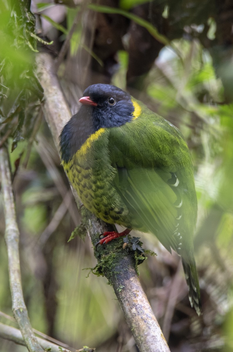 Band-tailed Fruiteater - ML302240751