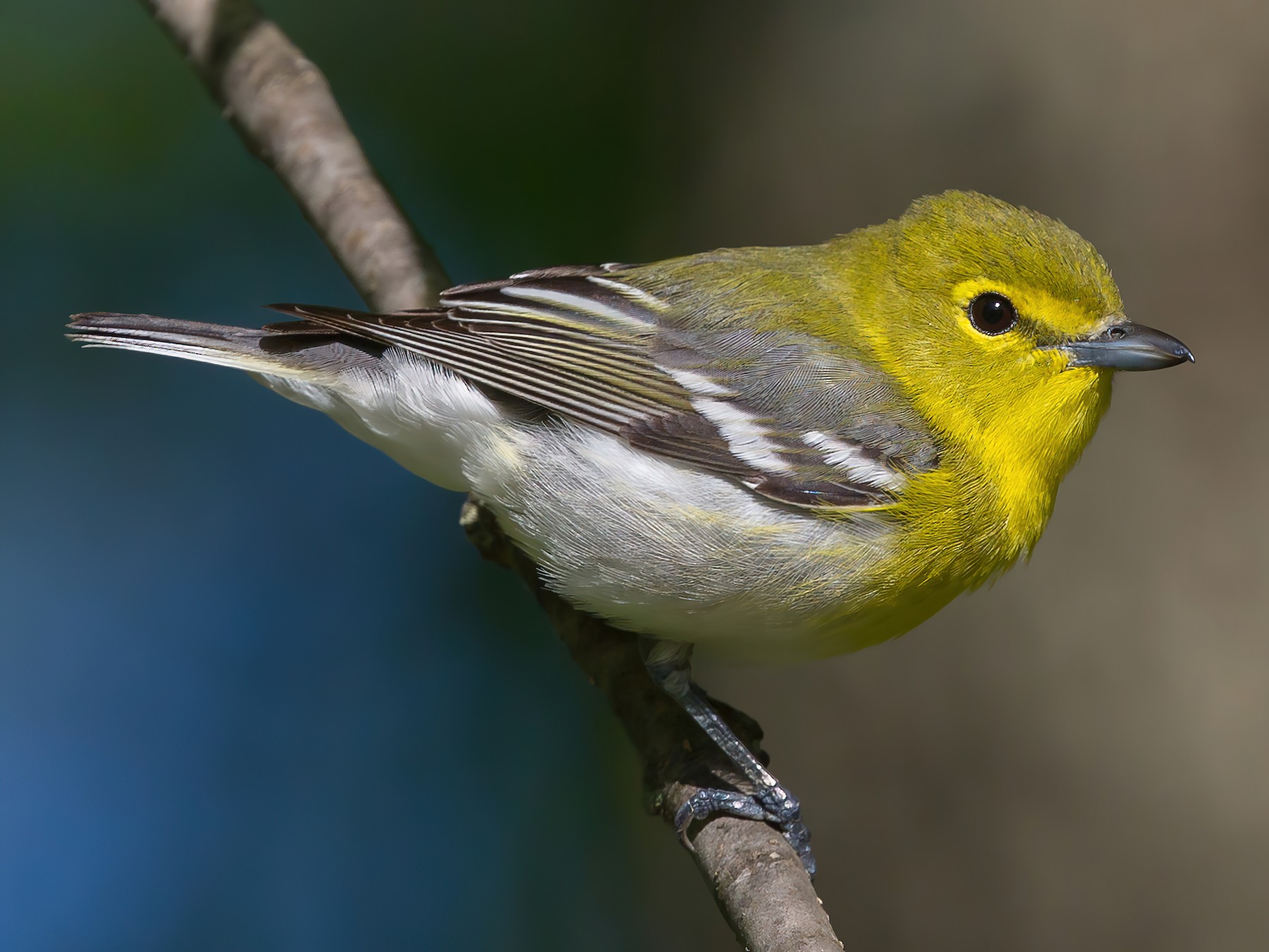 Yellow-throated Vireo - Todd Fellenbaum