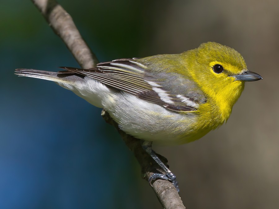 Yellow-throated Vireo - eBird