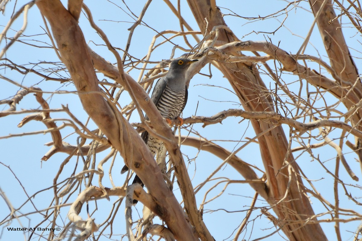 Common Cuckoo - ML302241171