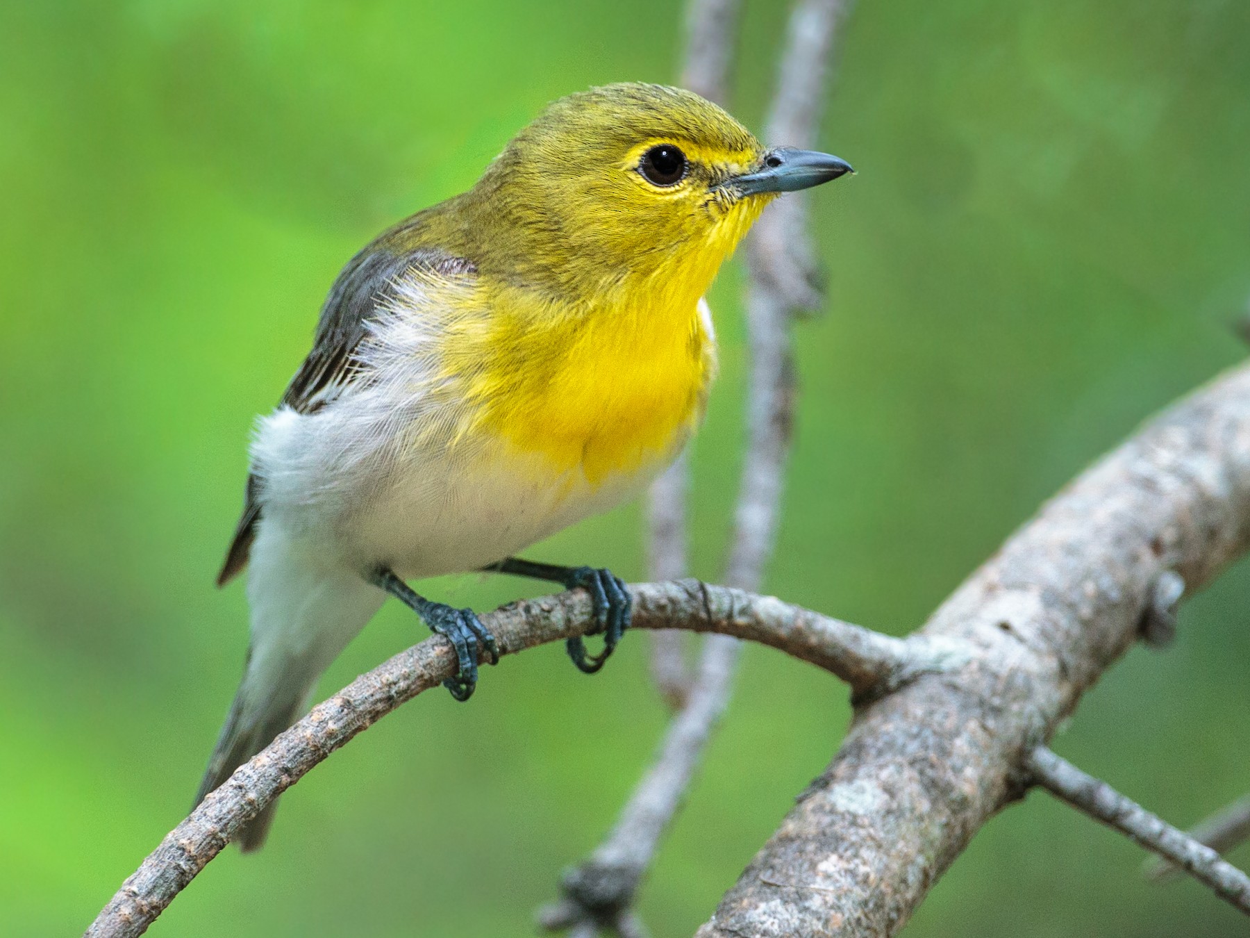 Yellow-throated Vireo - Brian Smith