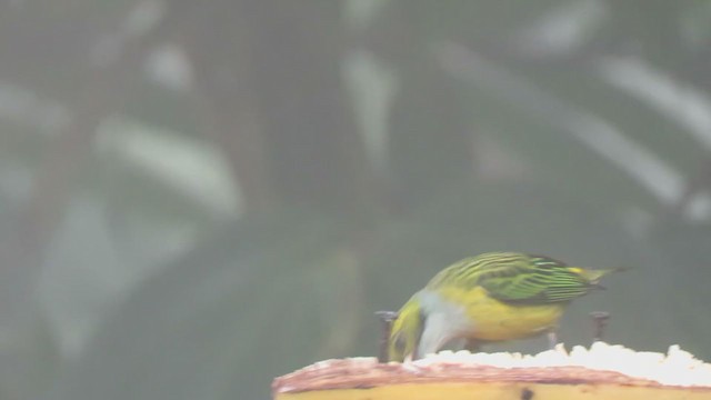 Silver-throated Tanager - ML302245291