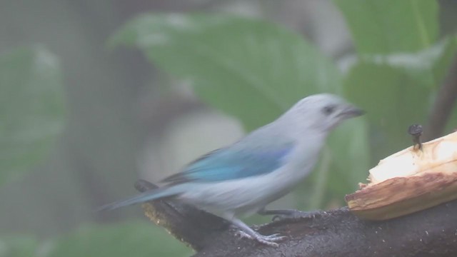 Blue-gray Tanager - ML302245341