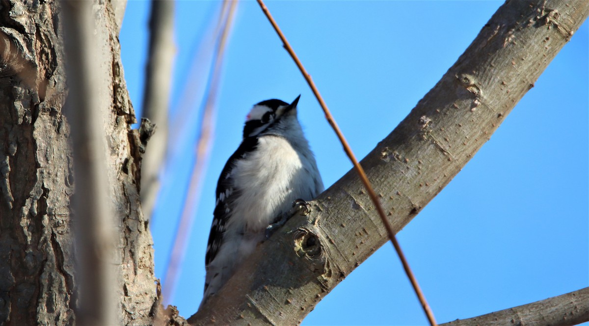 Downy Woodpecker - ML302245861