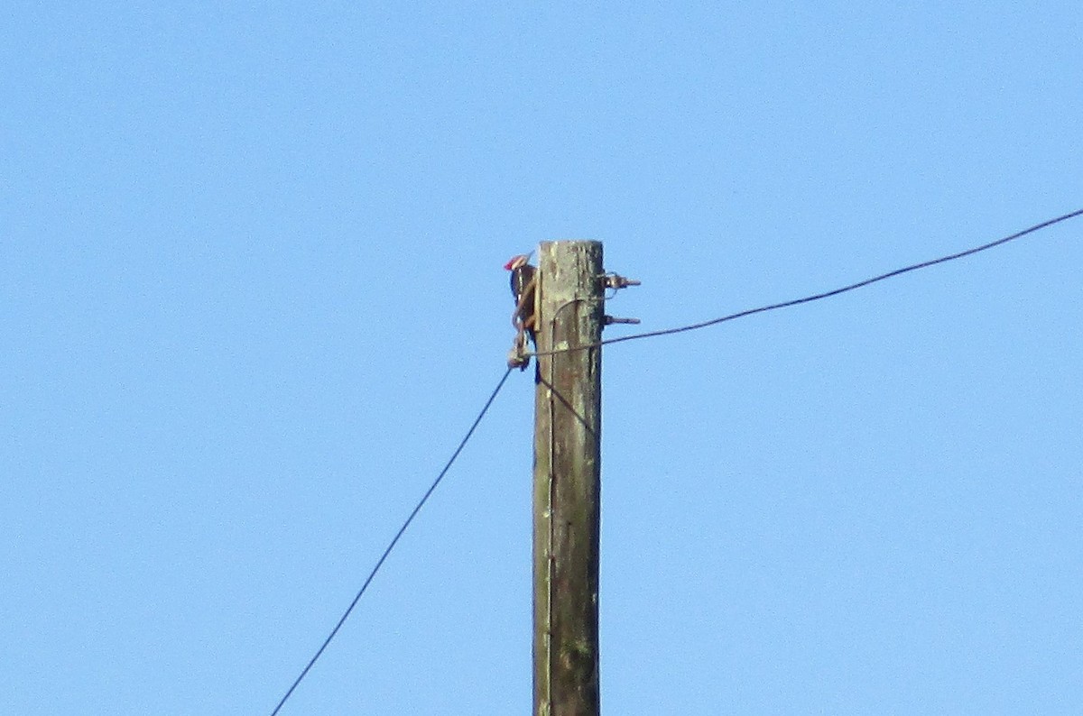 Pileated Woodpecker - ML302249271