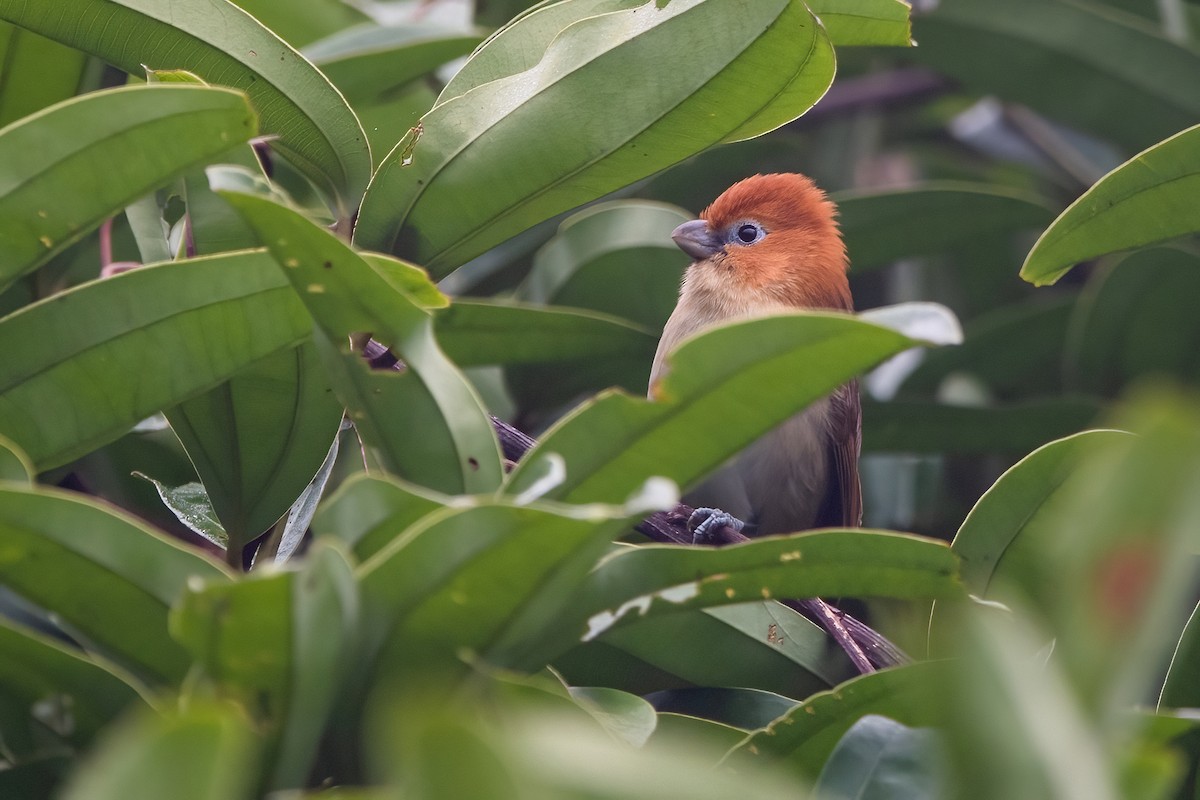 Rufous-headed Parrotbill - Ngoc Sam Thuong Dang