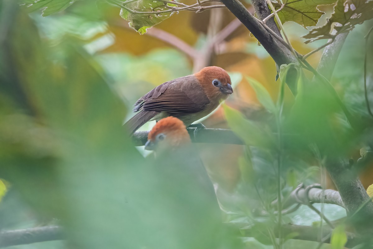 Rufous-headed Parrotbill - Ngoc Sam Thuong Dang