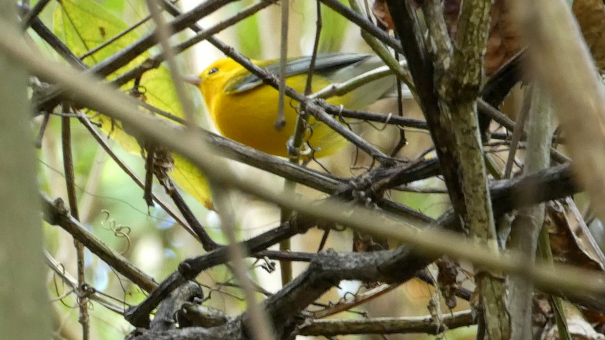 Prothonotary Warbler - ML302251251