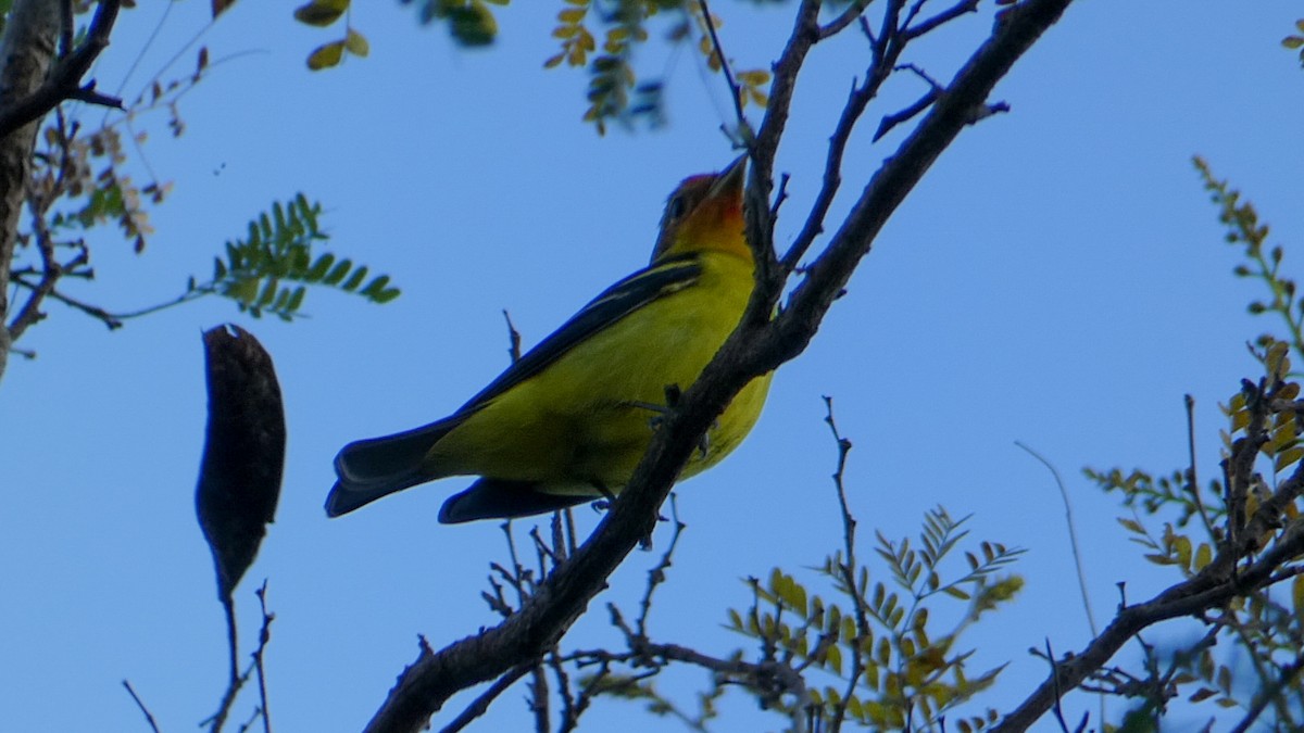 Western Tanager - ML302253021