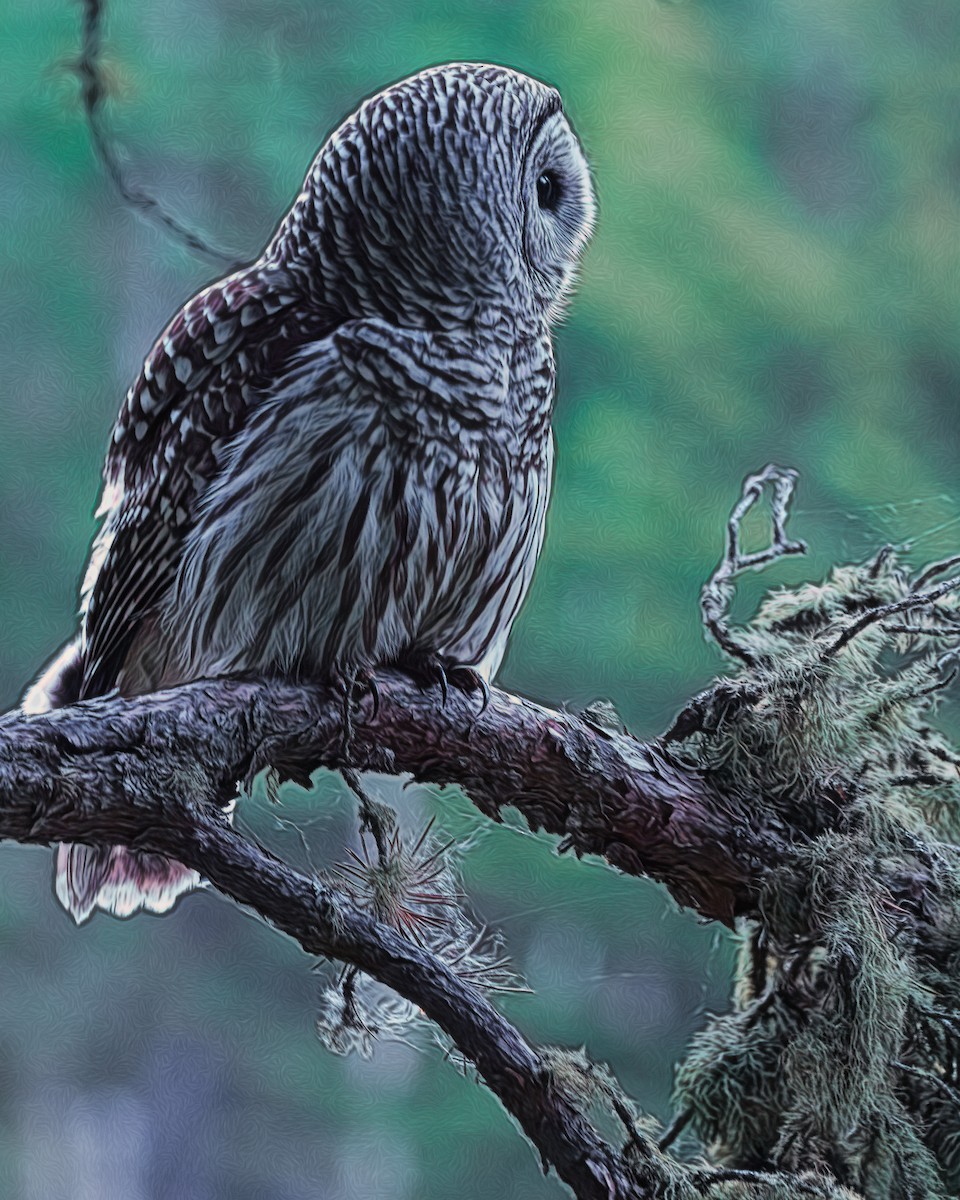 Barred Owl - ML302253221