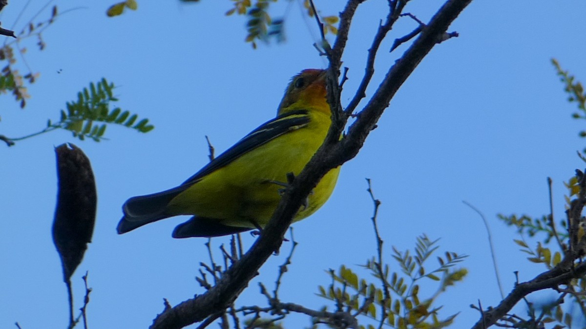 Western Tanager - ML302253241