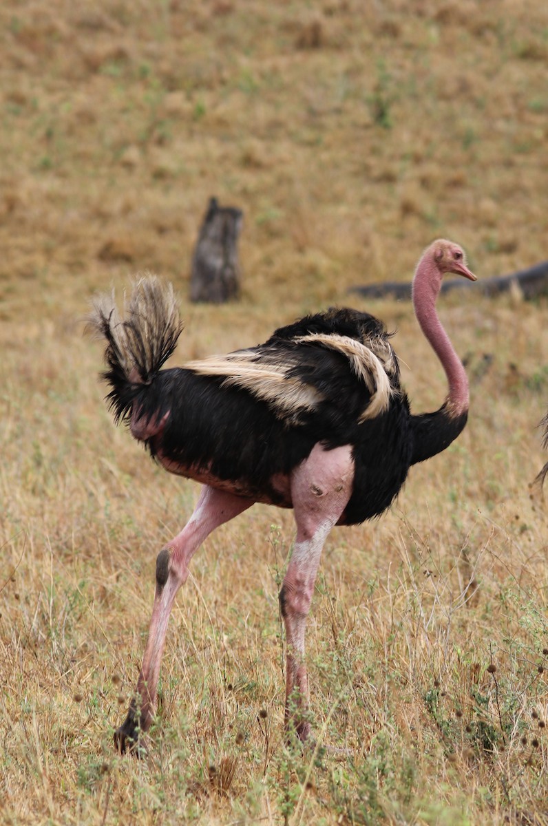 Common Ostrich - ML302257021