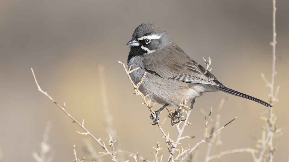 Black-throated Sparrow - ML302257401