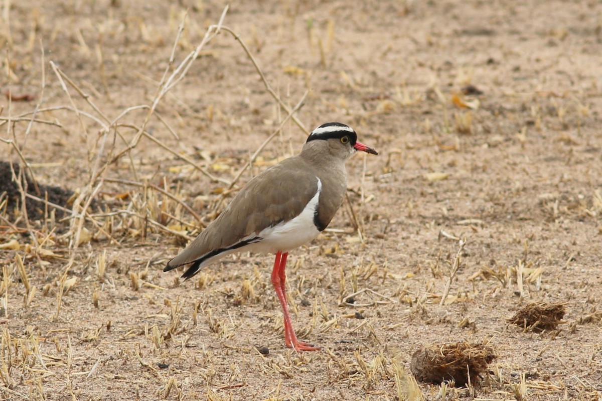 Crowned Lapwing - ML302257581