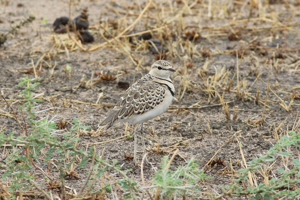 Double-banded Courser - ML302257801