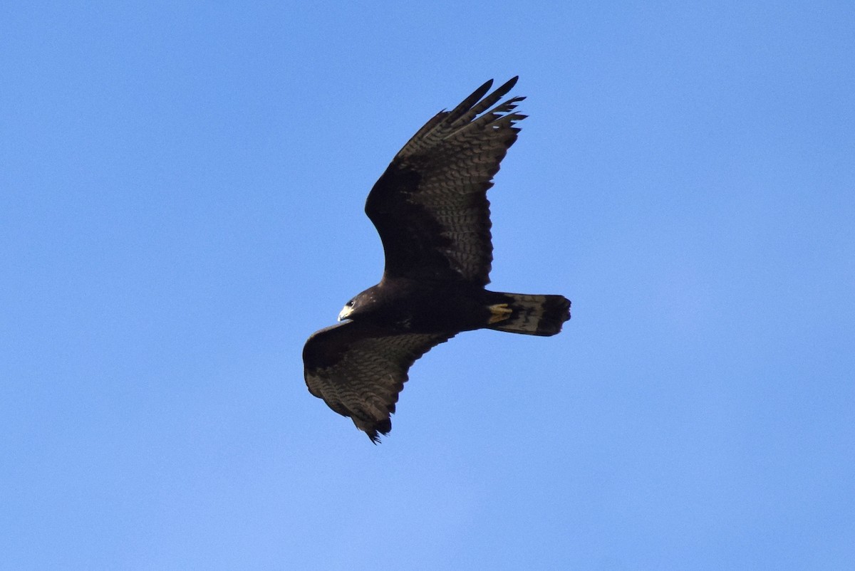 Zone-tailed Hawk - Naresh Satyan