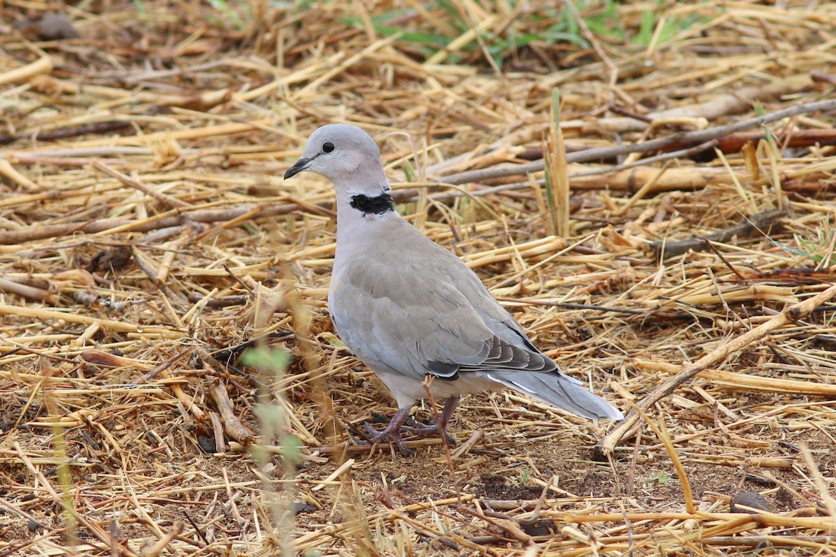 Ring-necked Dove - george parker