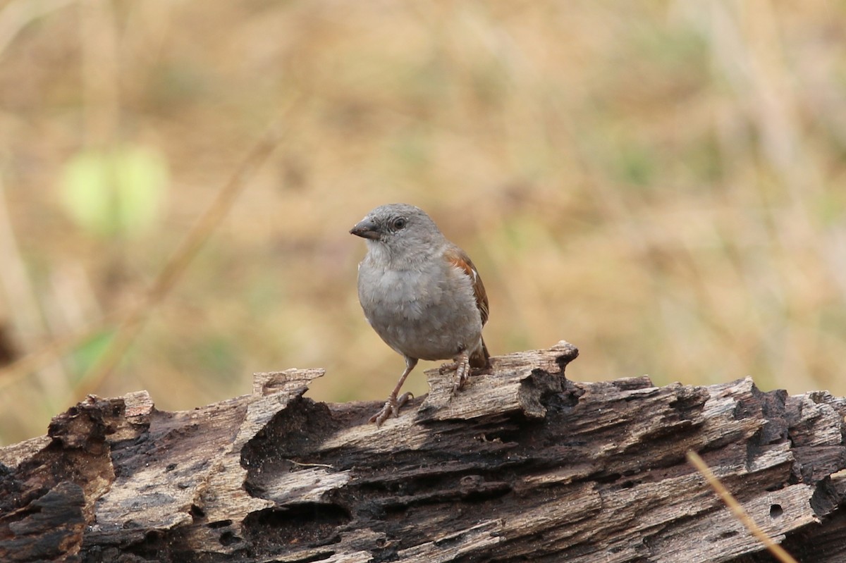 Swahili Sparrow - ML302259651