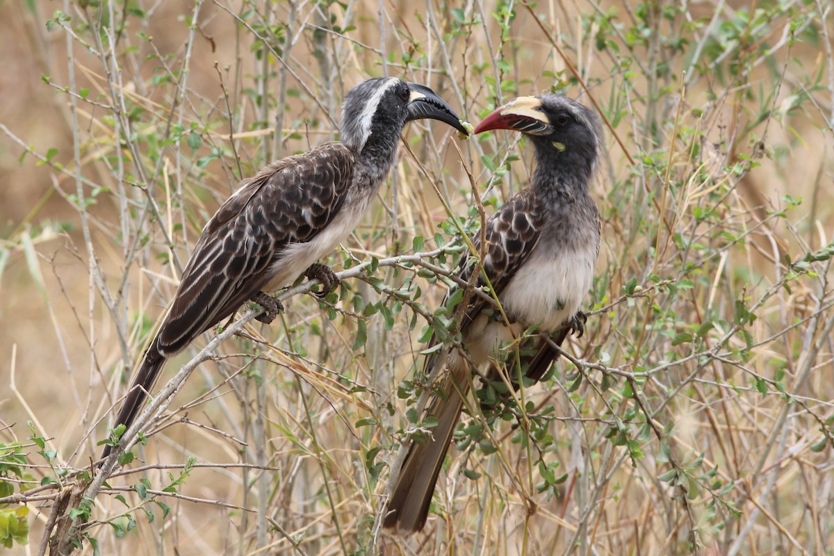 African Gray Hornbill - ML302260671