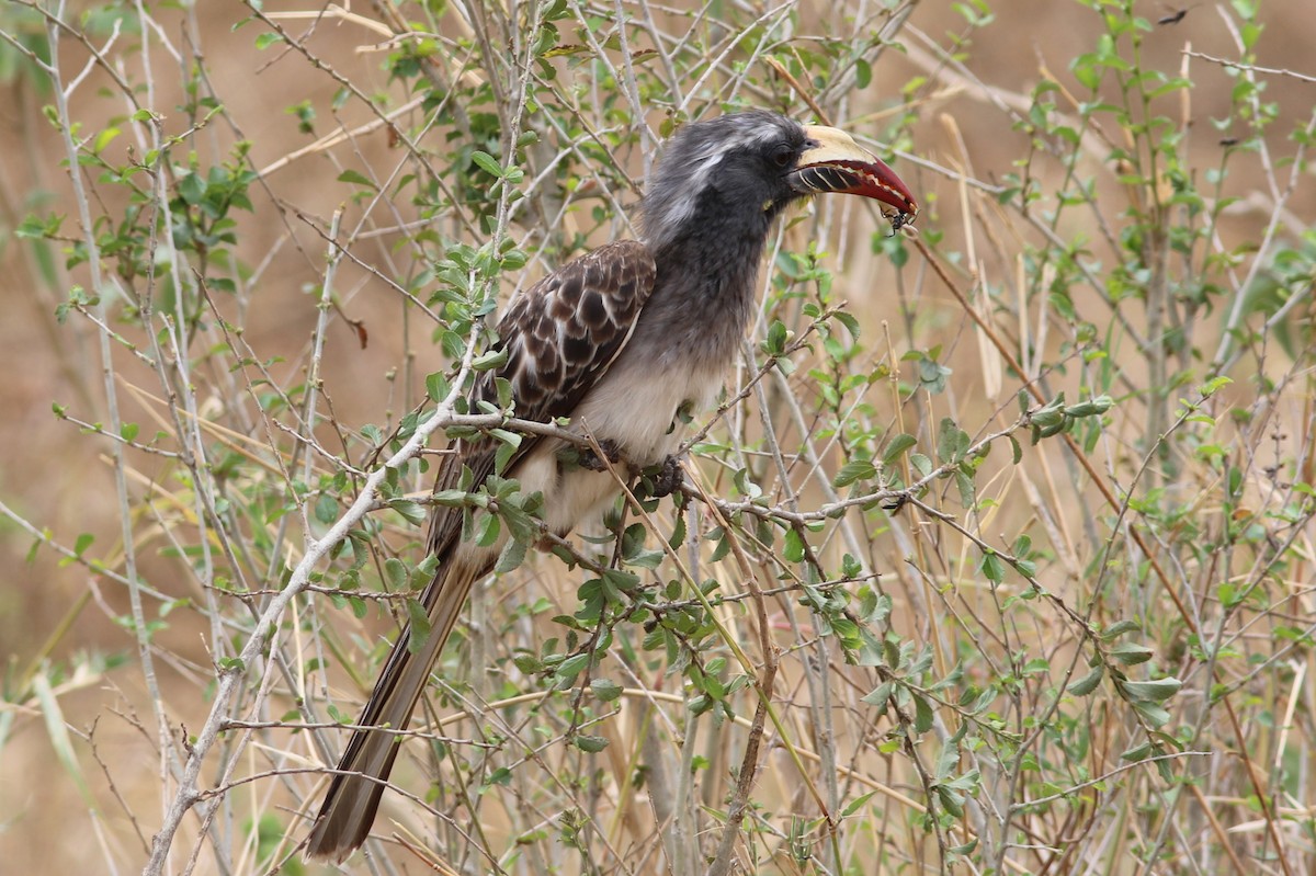 African Gray Hornbill - ML302260731