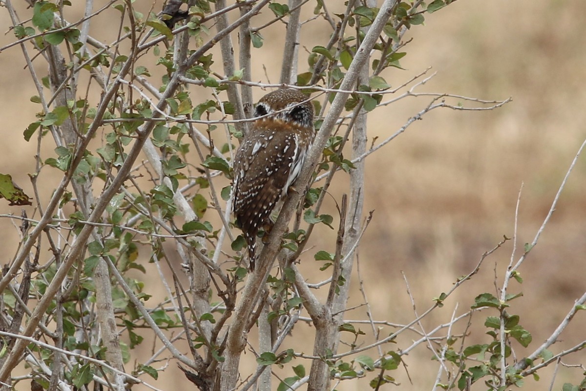 Pearl-spotted Owlet - ML302260781