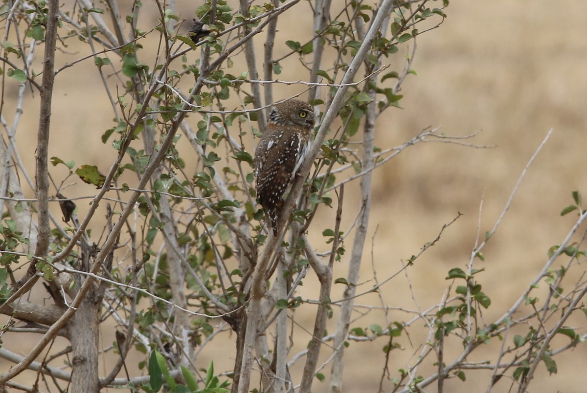 Pearl-spotted Owlet - ML302260861