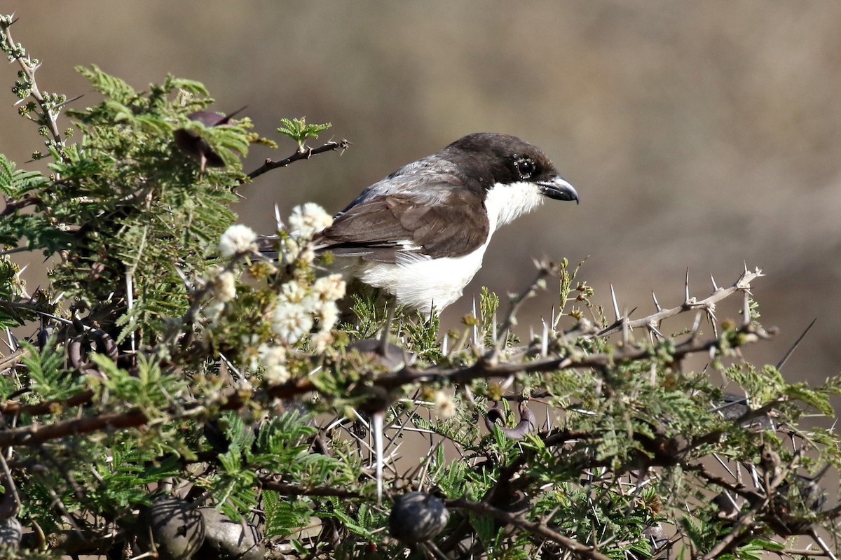 Long-tailed Fiscal - ML302272771