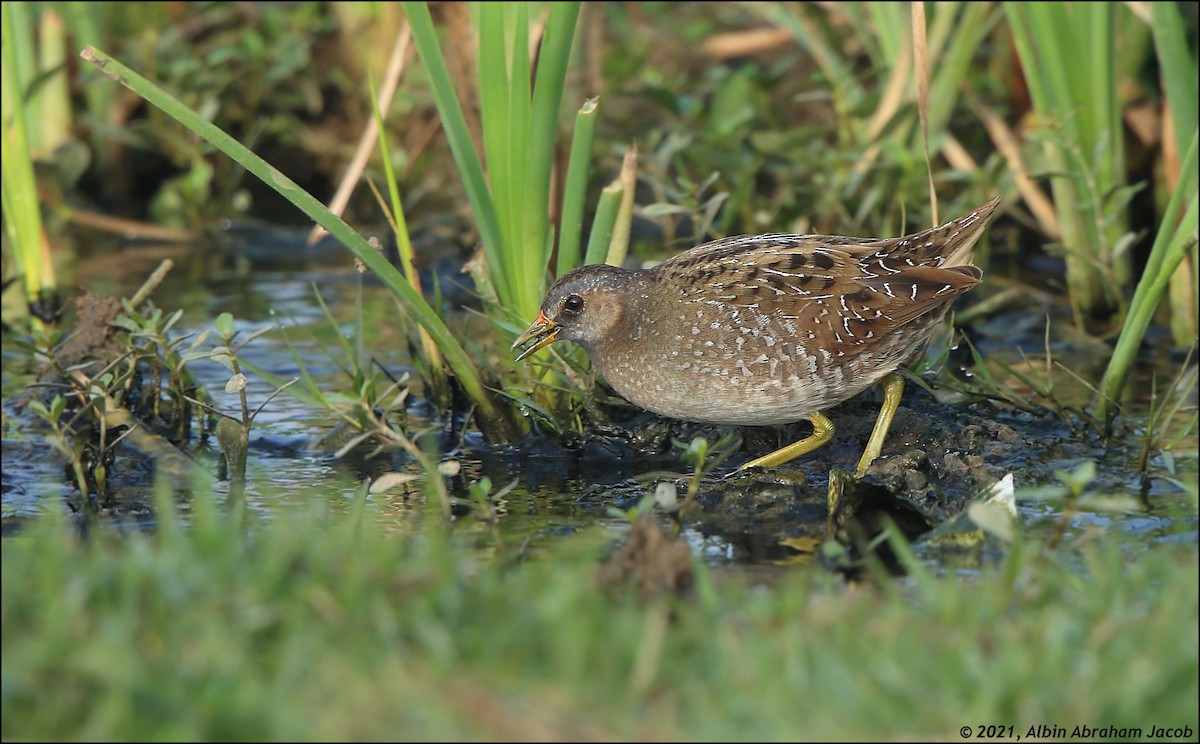 Spotted Crake - ML302272821