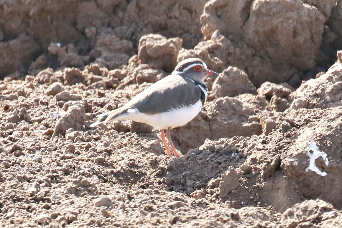 Three-banded Plover - ML302272901