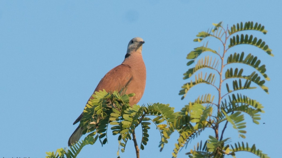 Red Collared-Dove - ML302273761