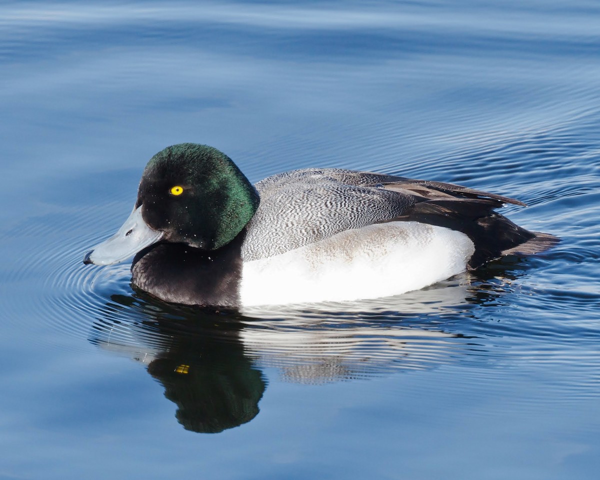 Greater Scaup - Jeff Stacey