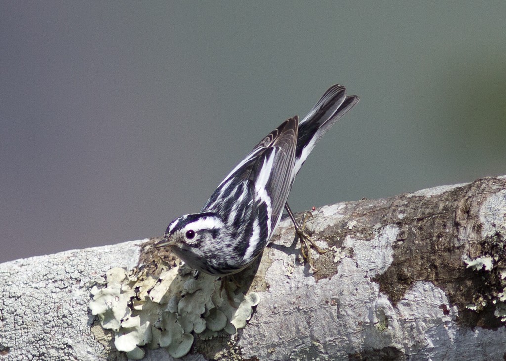 Black-and-white Warbler - ML302278341