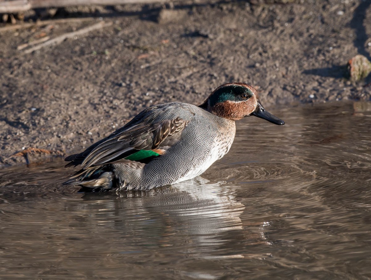 Green-winged Teal - ML302278471