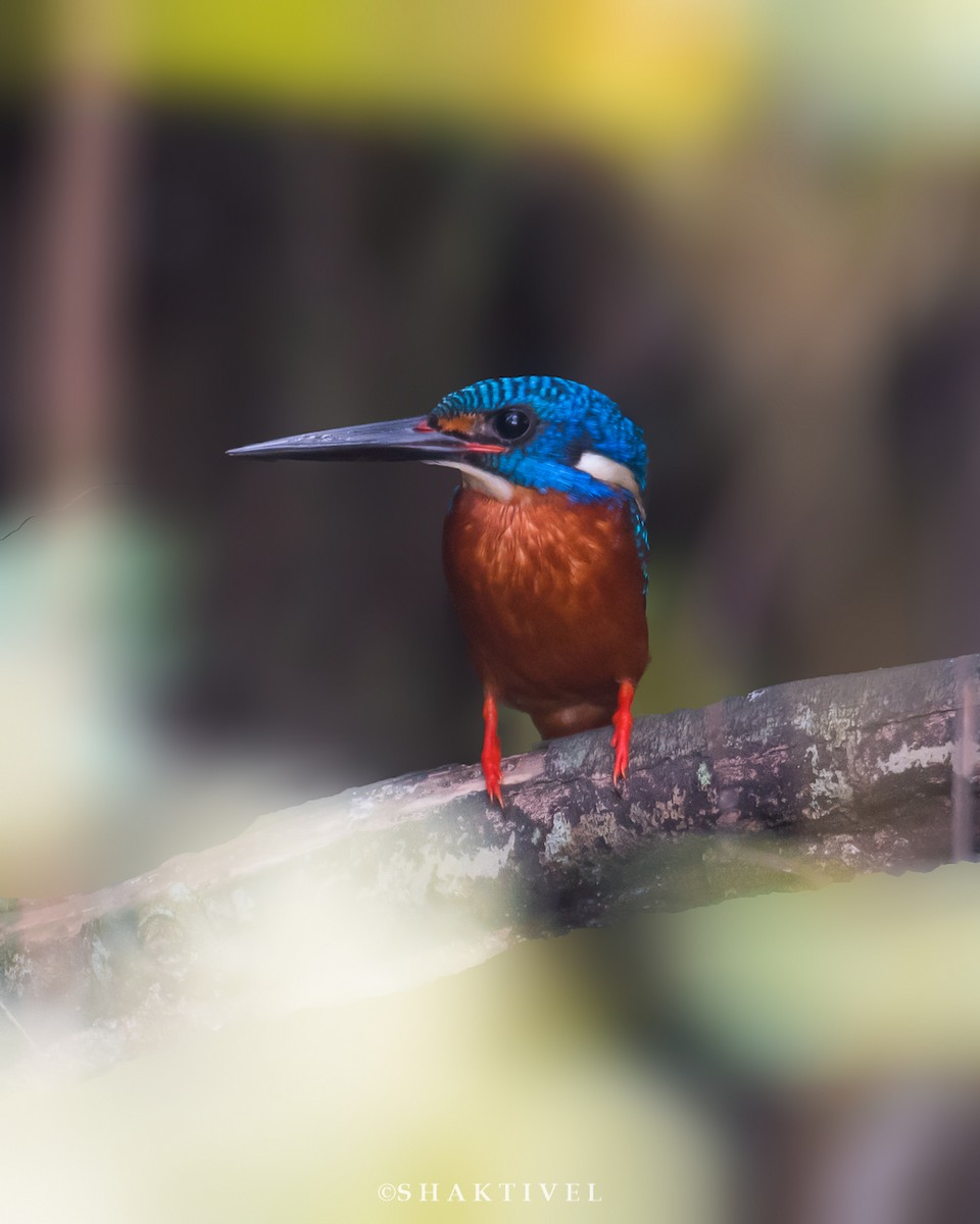 Blue-eared Kingfisher - ML302280351