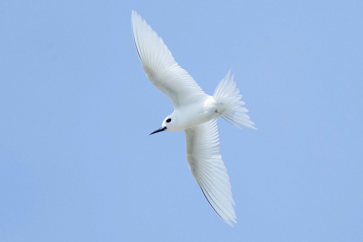 White Tern (Pacific) - ML302280441