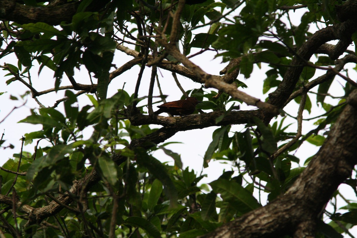 Rufous Woodpecker - ML302280831