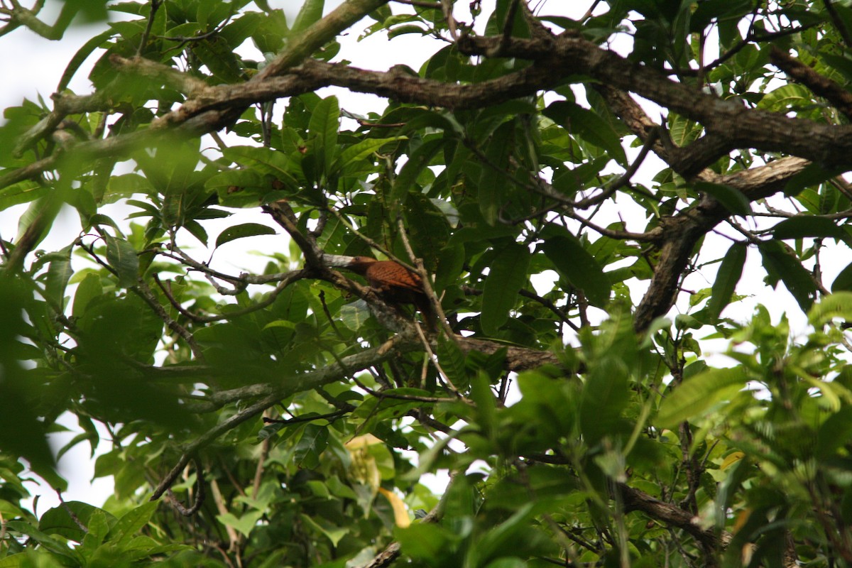 Rufous Woodpecker - ML302280841