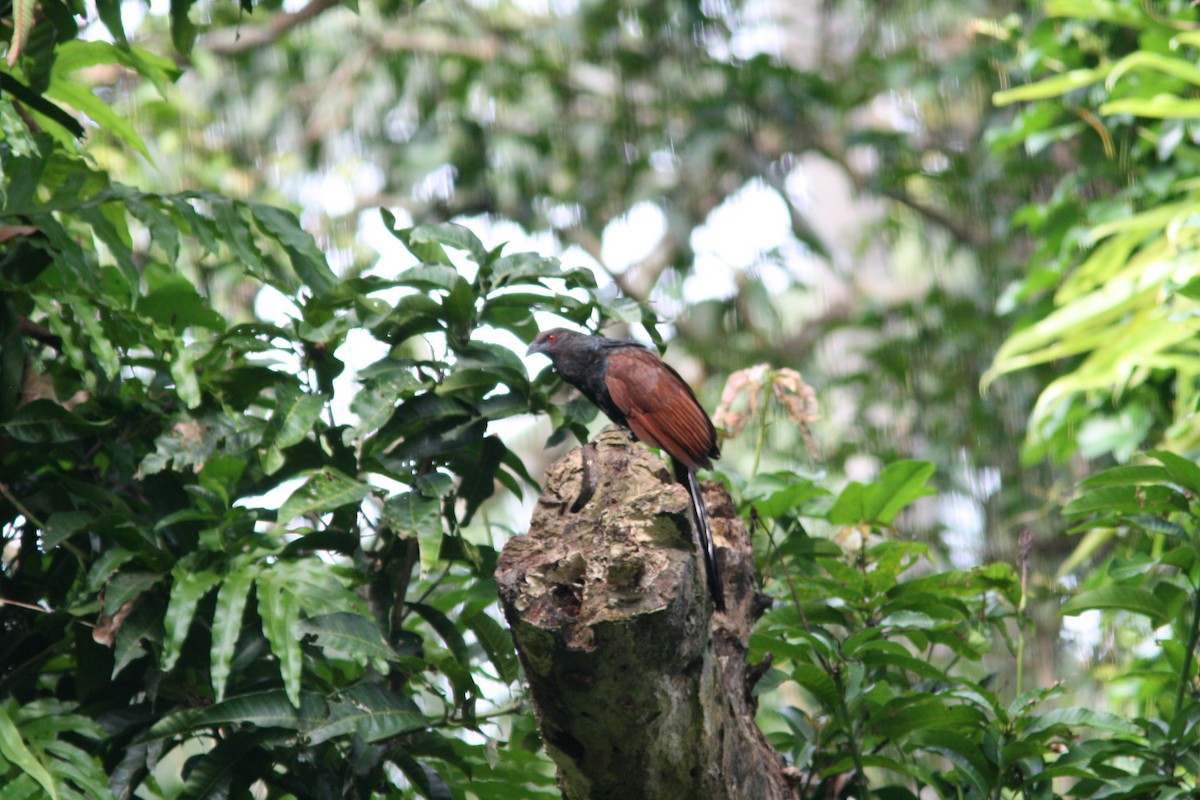 Greater Coucal - ML302281141