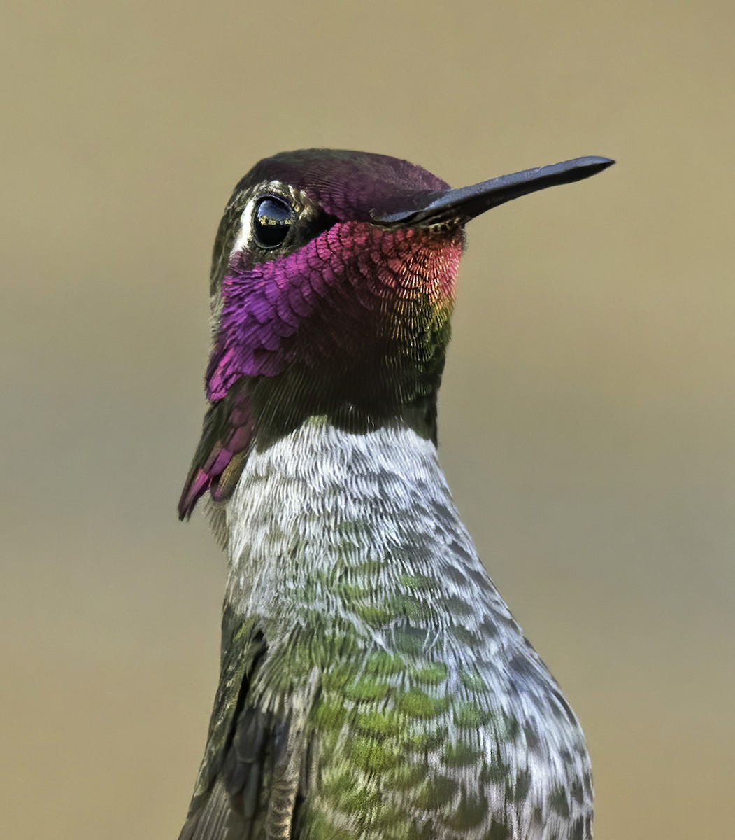 Anna's Hummingbird - ML302282901