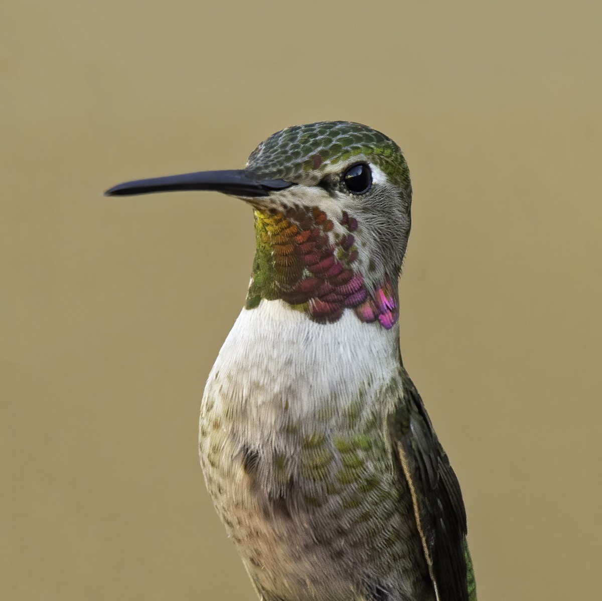 Anna's Hummingbird - ML302282921
