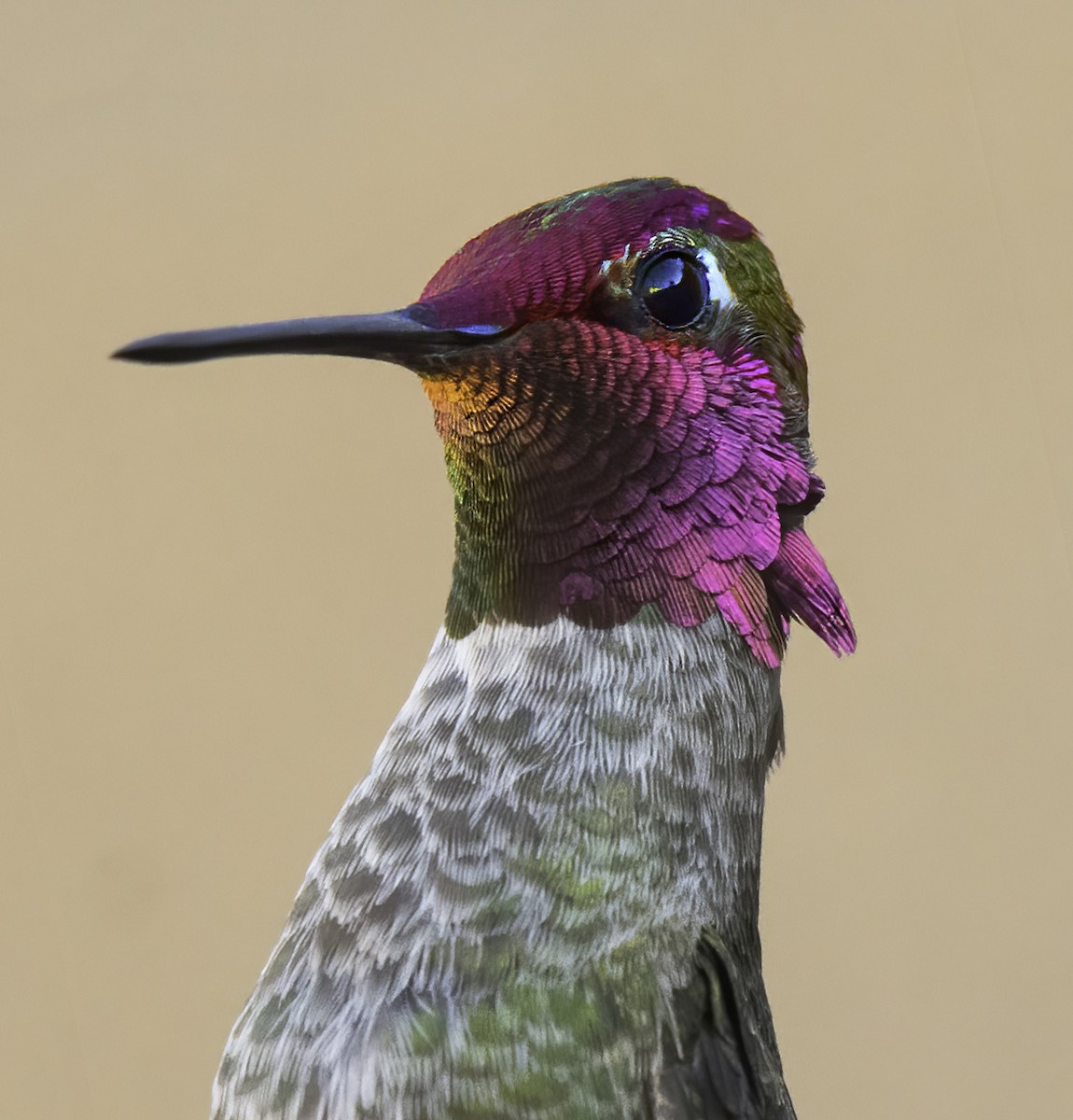Anna's Hummingbird - ML302282931