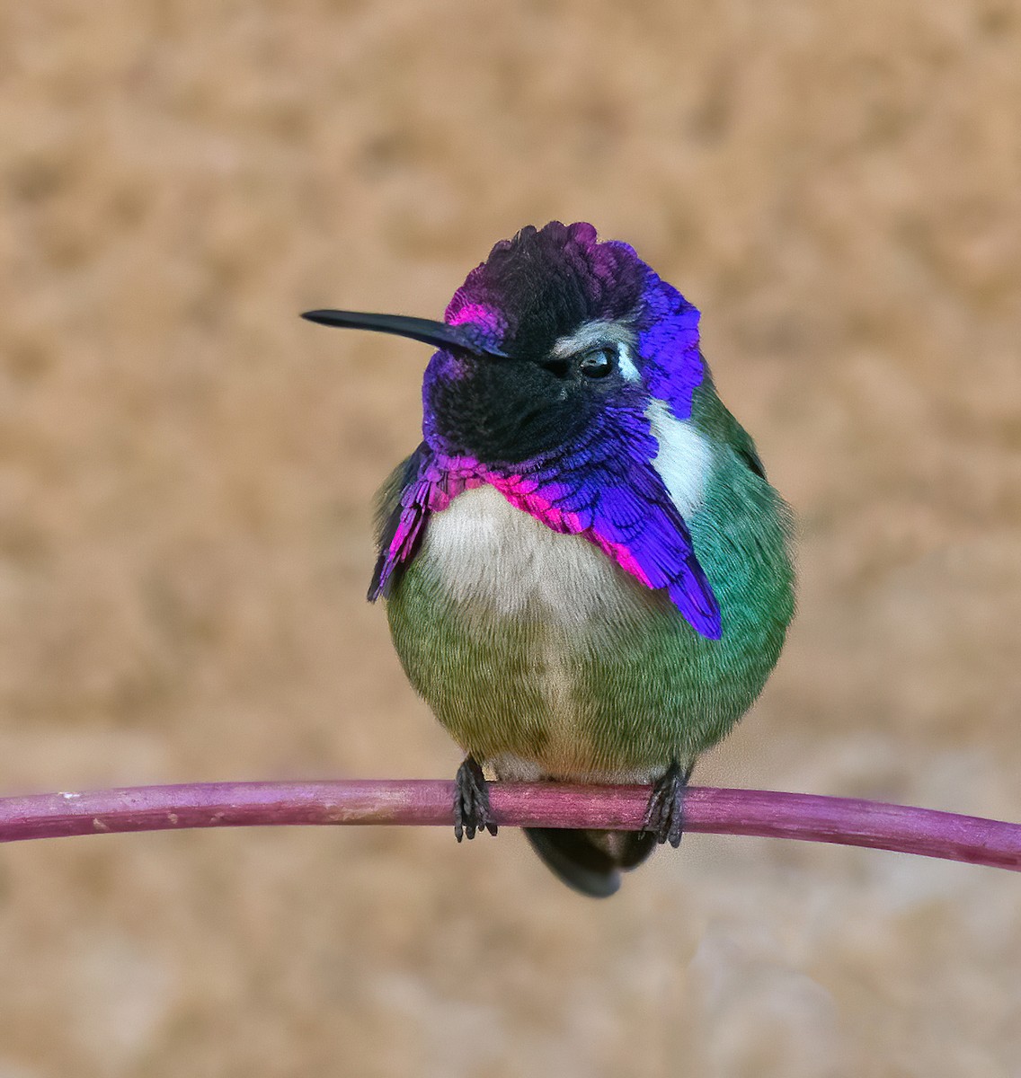 Costa's Hummingbird - ML302282991