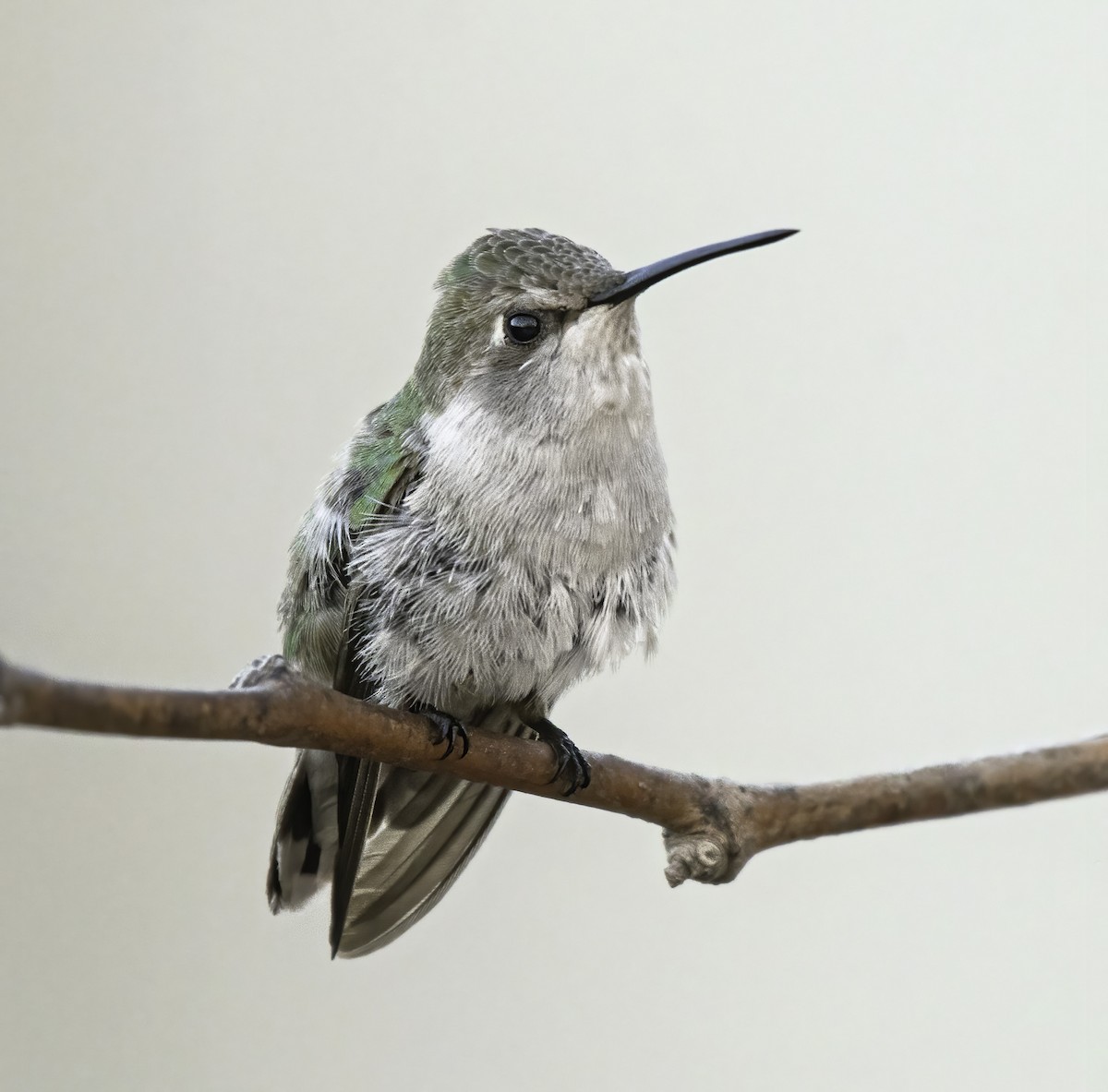 Costa's Hummingbird - ML302283171