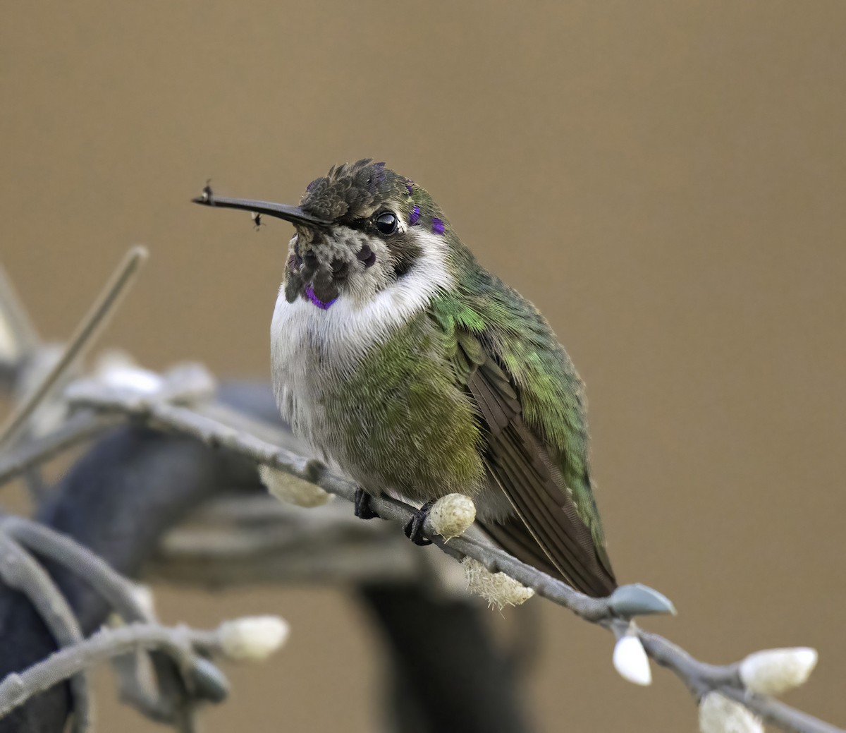 Costa's Hummingbird - ML302283201