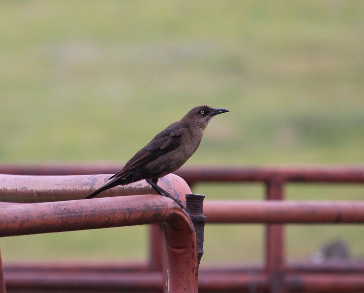 Great-tailed Grackle - ML30228341
