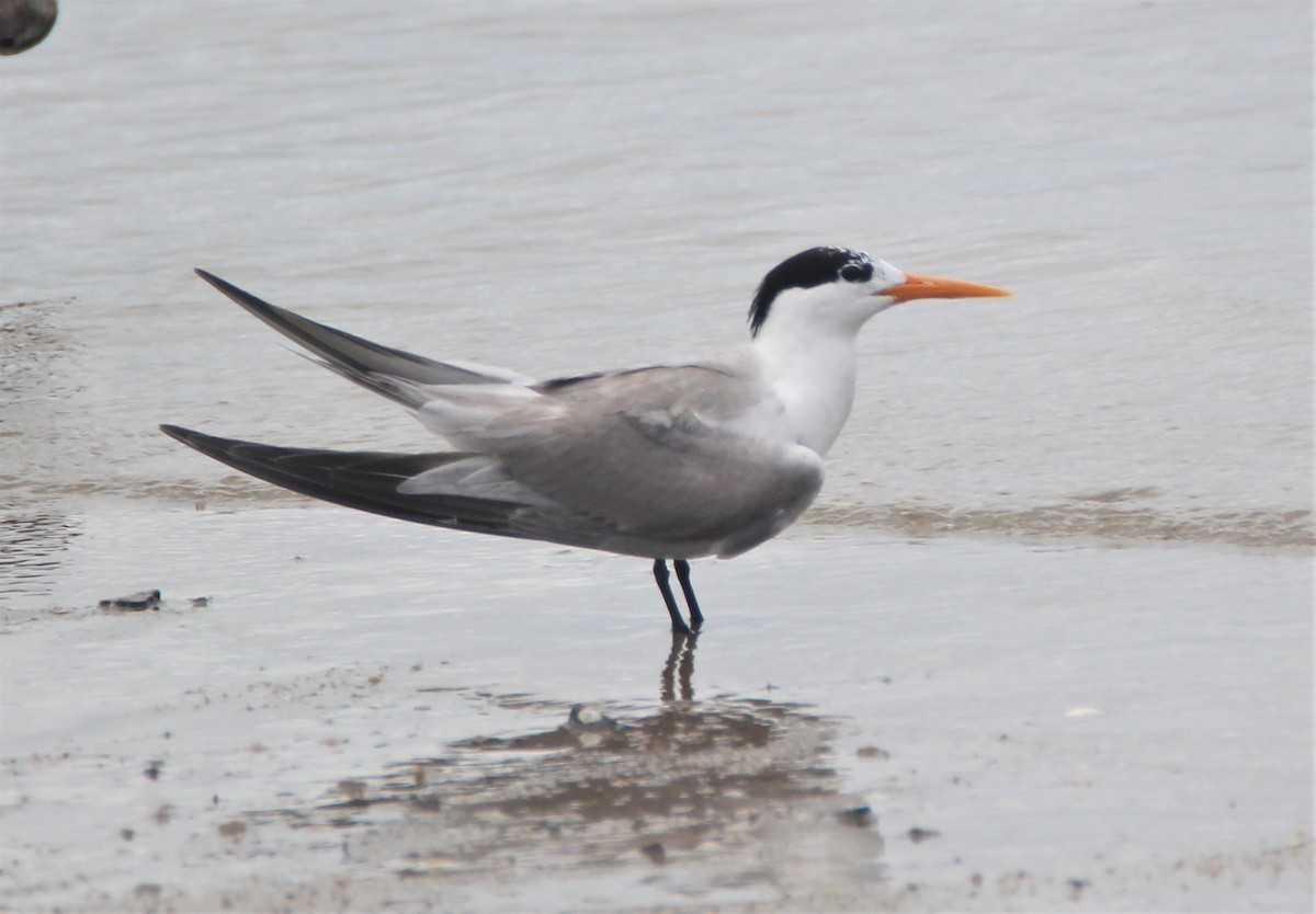 Lesser Crested Tern - Mary Clarke