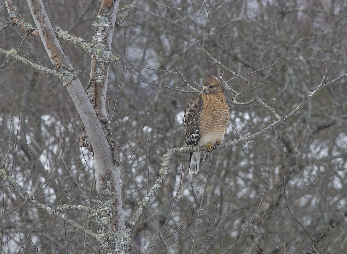 Red-shouldered Hawk - Ronnie d'Entremont