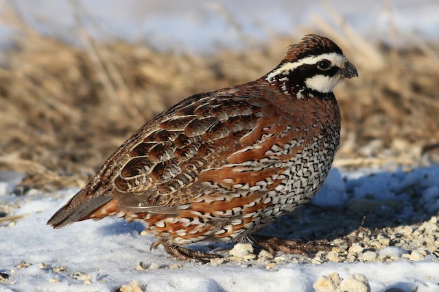 Northern Bobwhite Quail